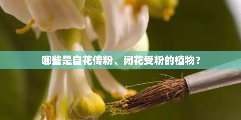 哪些是自花传粉、闭花受粉的植物? 哪些是自花传粉、闭花受粉的植物?