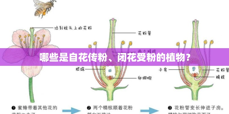 哪些是自花传粉、闭花受粉的植物? 哪些是自花传粉、闭花受粉的植物?