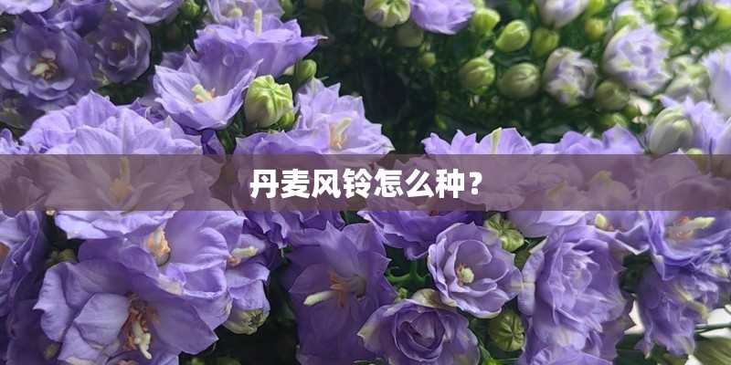 丹麦风铃怎么种？