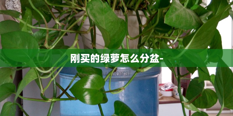 刚买的绿萝怎么分盆-