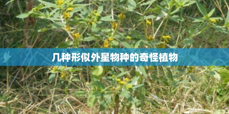 几种形似外星物种的奇怪植物