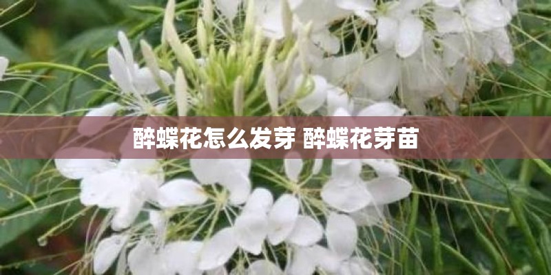 醉蝶花怎么发芽 醉蝶花芽苗