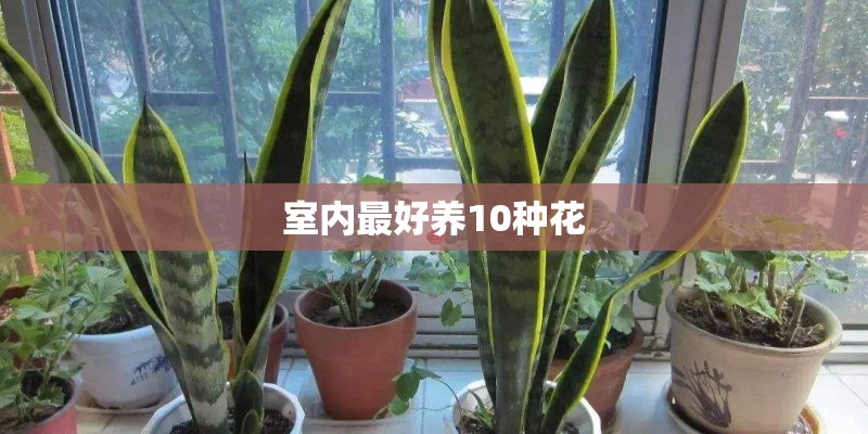 室内最好养10种花