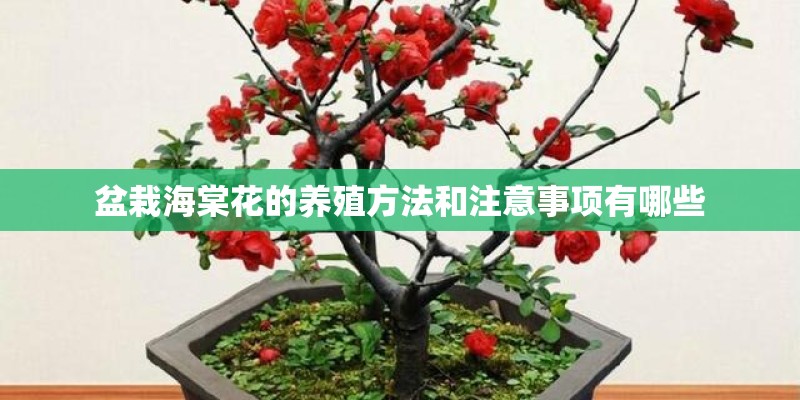 盆栽海棠花的养殖方法和注意事项有哪些