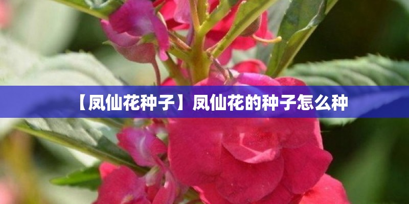 【凤仙花种子】凤仙花的种子怎么种