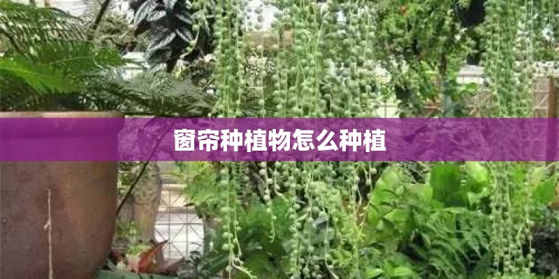 窗帘种植物怎么种植