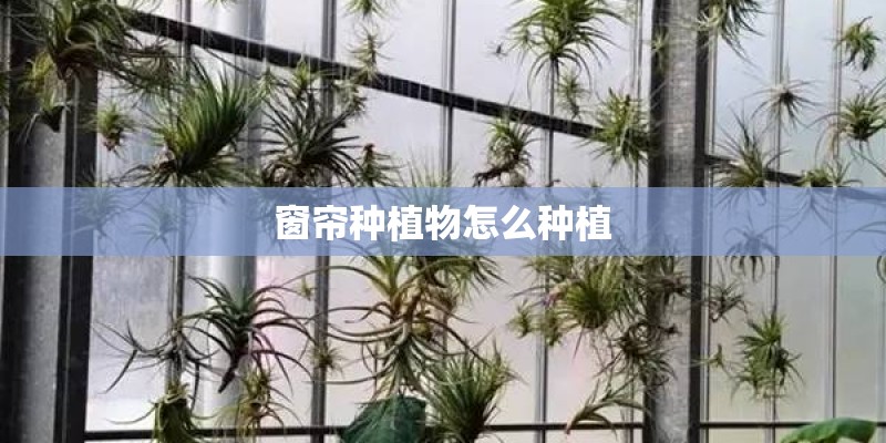窗帘种植物怎么种植
