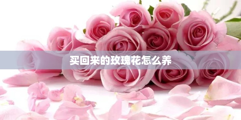 买回来的玫瑰花怎么养