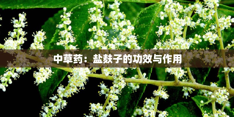 中草药：盐麸子的功效与作用