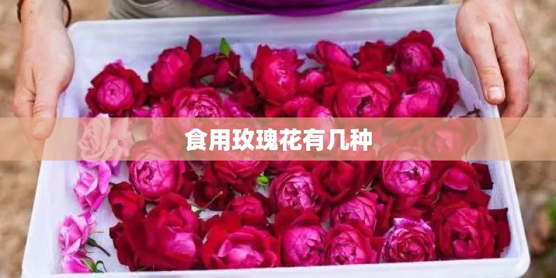 食用玫瑰花有几种