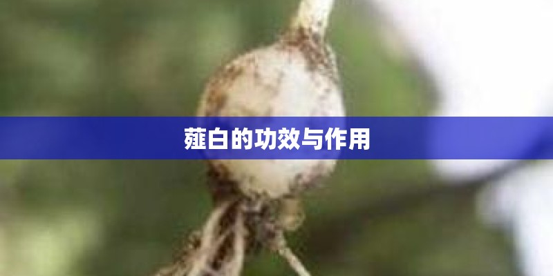 薤白的功效与作用