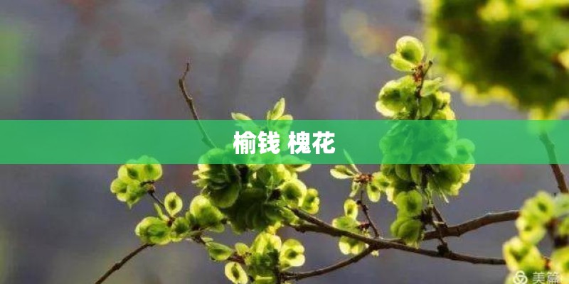 榆钱 槐花