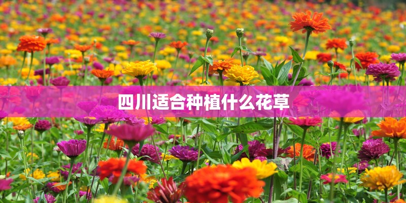 四川适合种植什么花草