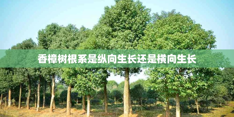 香樟树根系是纵向生长还是横向生长