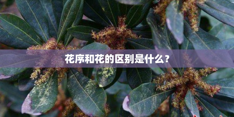 花序和花的区别是什么？