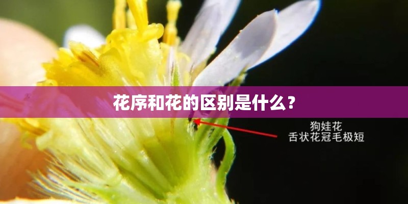 花序和花的区别是什么？