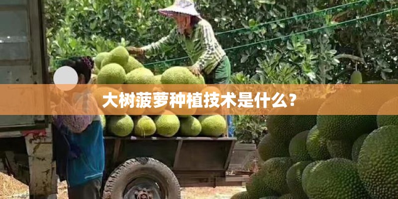 大树菠萝种植技术是什么？