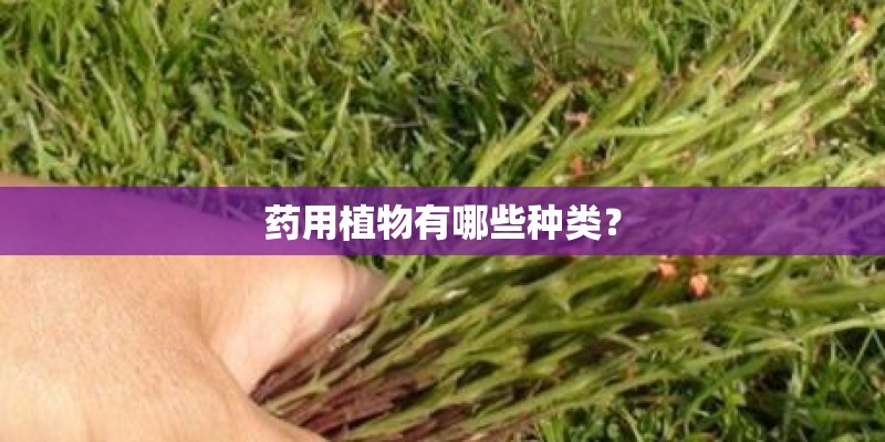 药用植物有哪些种类? 药用植物有哪些种类?