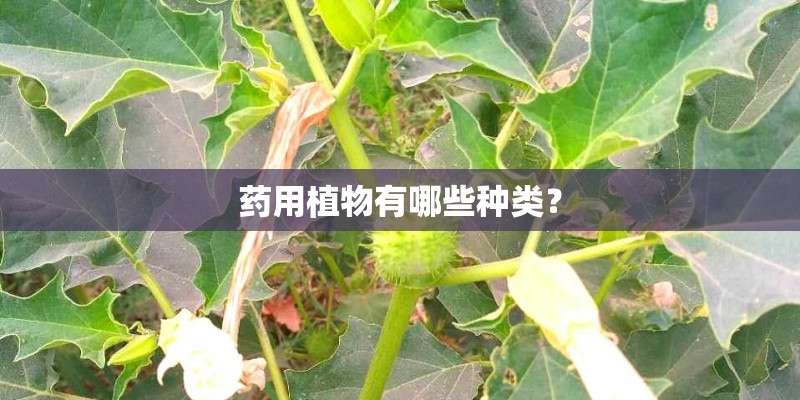 药用植物有哪些种类? 药用植物有哪些种类?