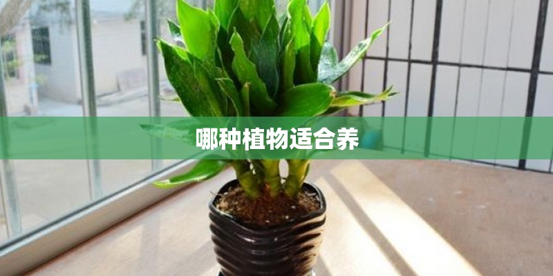 哪种植物适合养 哪种植物适合养