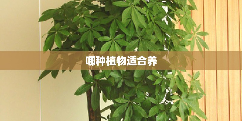 哪种植物适合养 哪种植物适合养