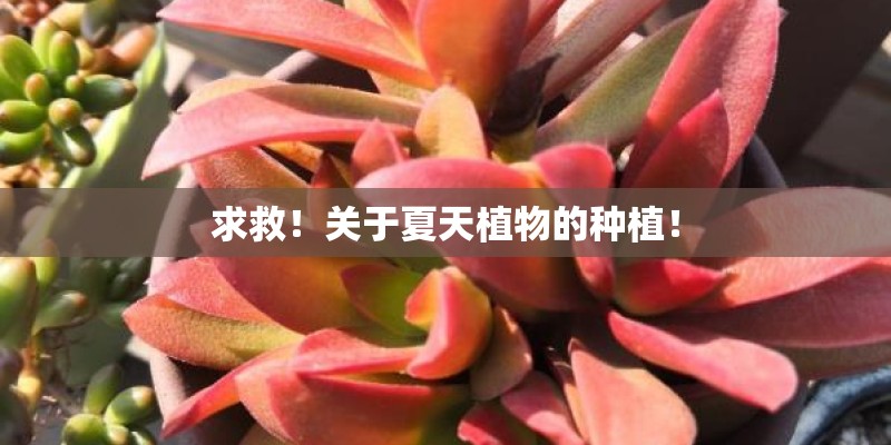 求救！关于夏天植物的种植！