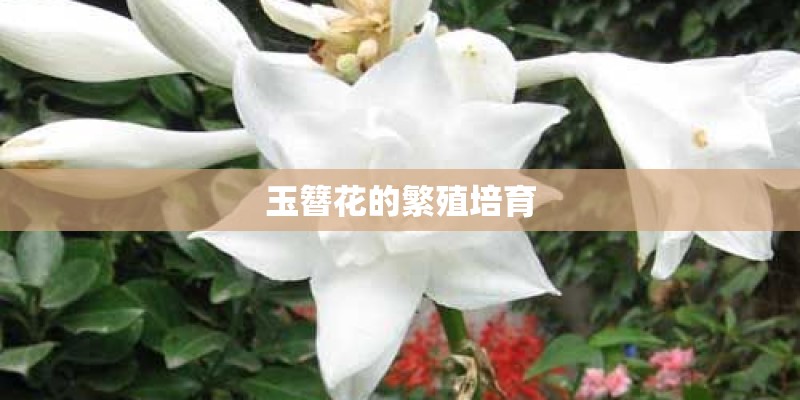 玉簪花的繁殖培育