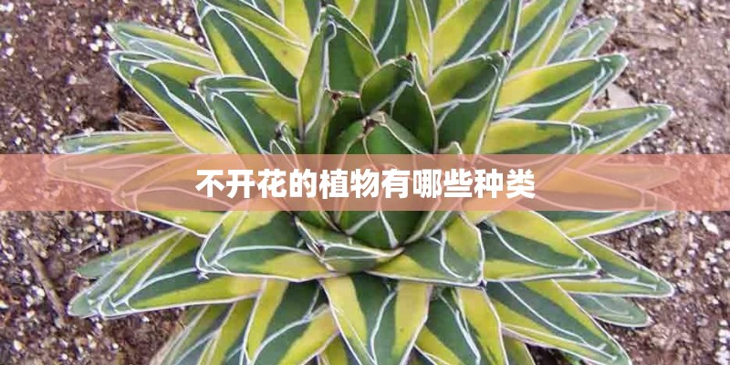 不开花的植物有哪些种类