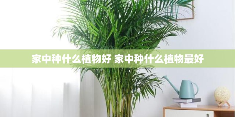家中种什么植物好 家中种什么植物最好 家中种什么植物好 家中种什么植物最好