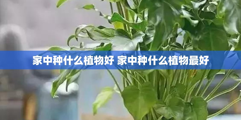 家中种什么植物好 家中种什么植物最好 家中种什么植物好 家中种什么植物最好