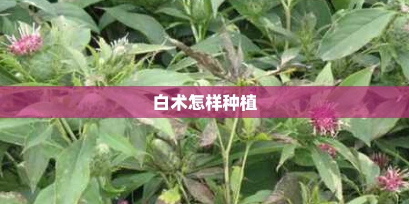 白术怎样种植