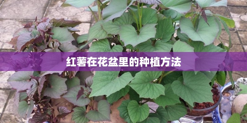 红薯在花盆里的种植方法