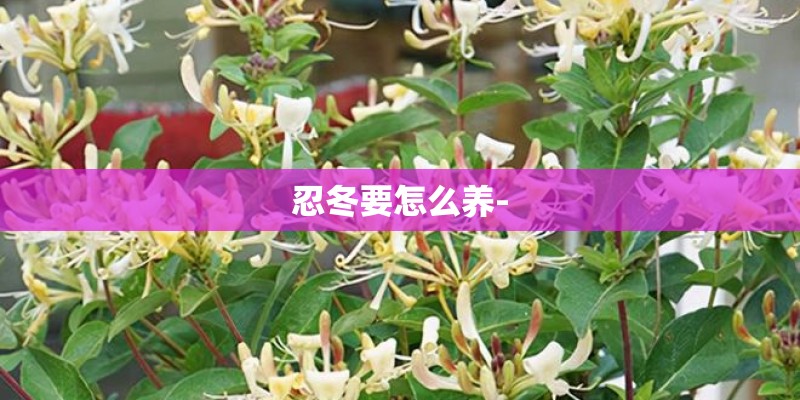 忍冬要怎么养- 忍冬要怎么养-