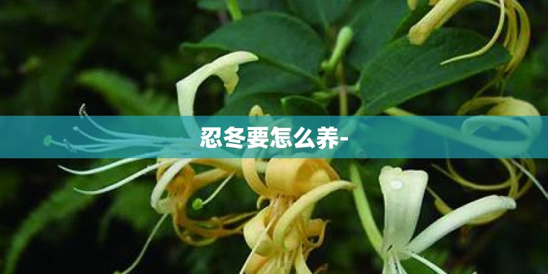 忍冬要怎么养- 忍冬要怎么养-