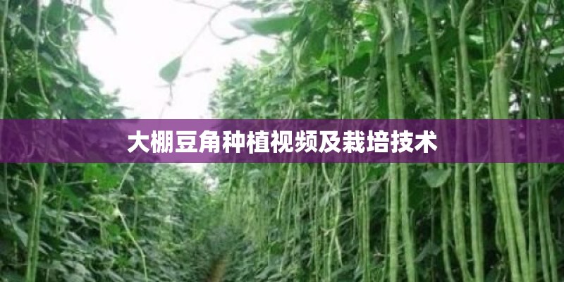 大棚豆角种植视频及栽培技术