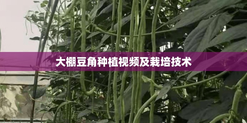 大棚豆角种植视频及栽培技术