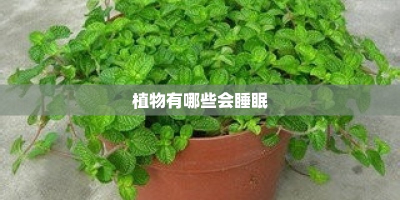 植物有哪些会睡眠