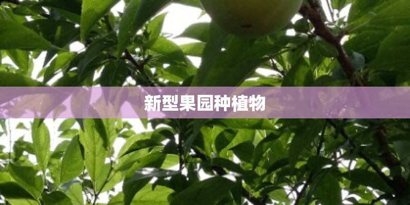 新型果园种植物