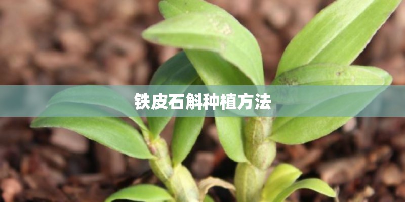 铁皮石斛种植方法