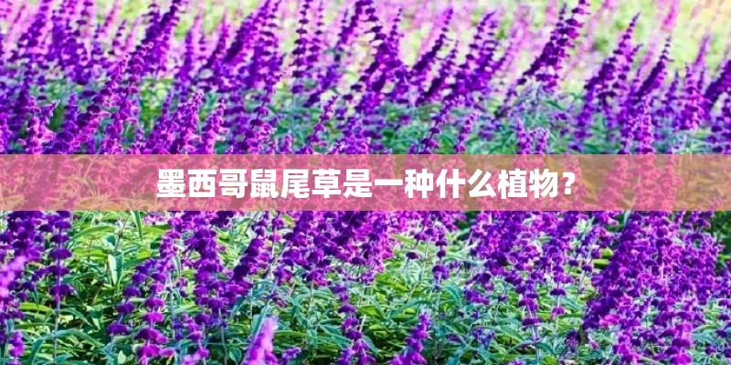 墨西哥鼠尾草是一种什么植物？