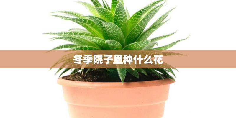冬季院子里种什么花
