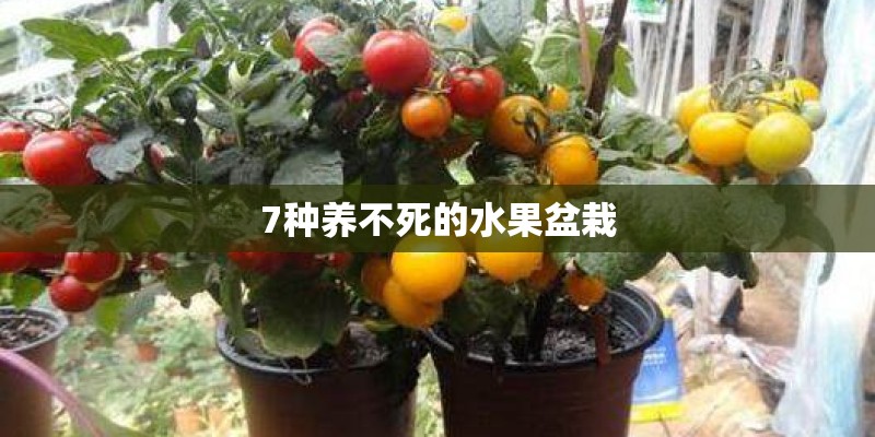 7种养不死的水果盆栽 7种养不死的水果盆栽