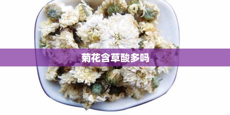 菊花含草酸多吗