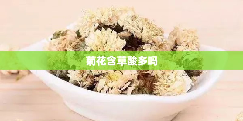 菊花含草酸多吗 菊花含草酸多吗