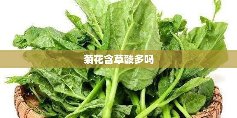 菊花含草酸多吗 菊花含草酸多吗
