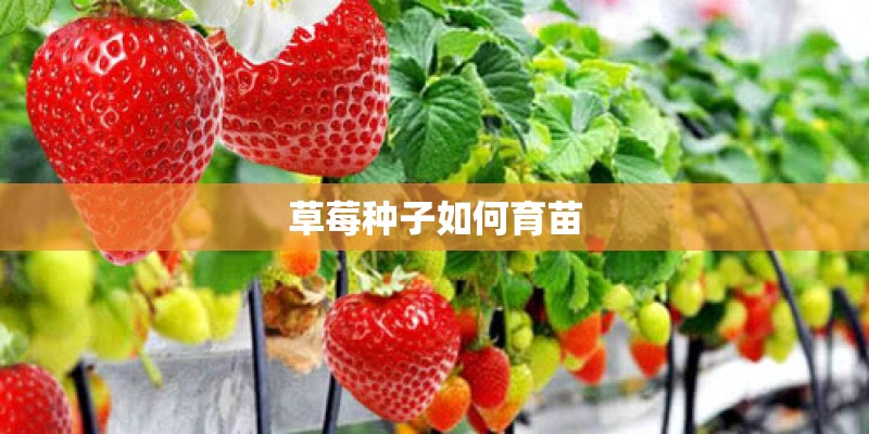 草莓种子如何育苗