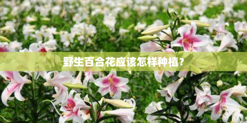 野生百合花应该怎样种植？