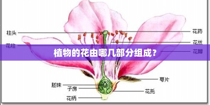 植物的花由哪几部分组成？