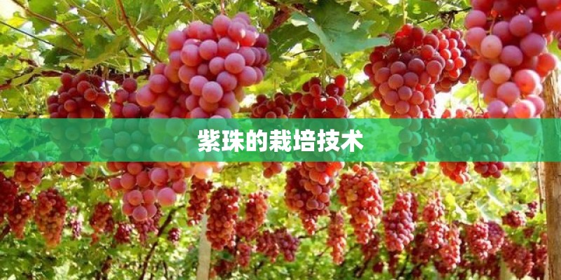 紫珠的栽培技术
