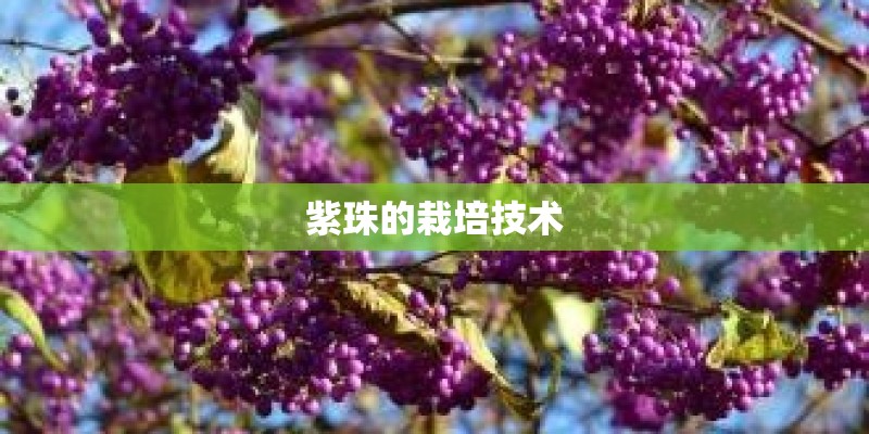 紫珠的栽培技术